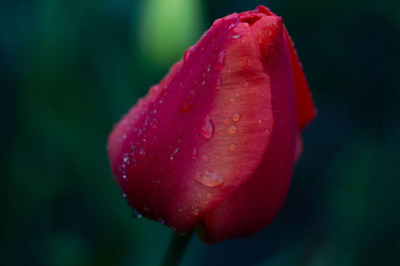 Red Rose in a Close Up