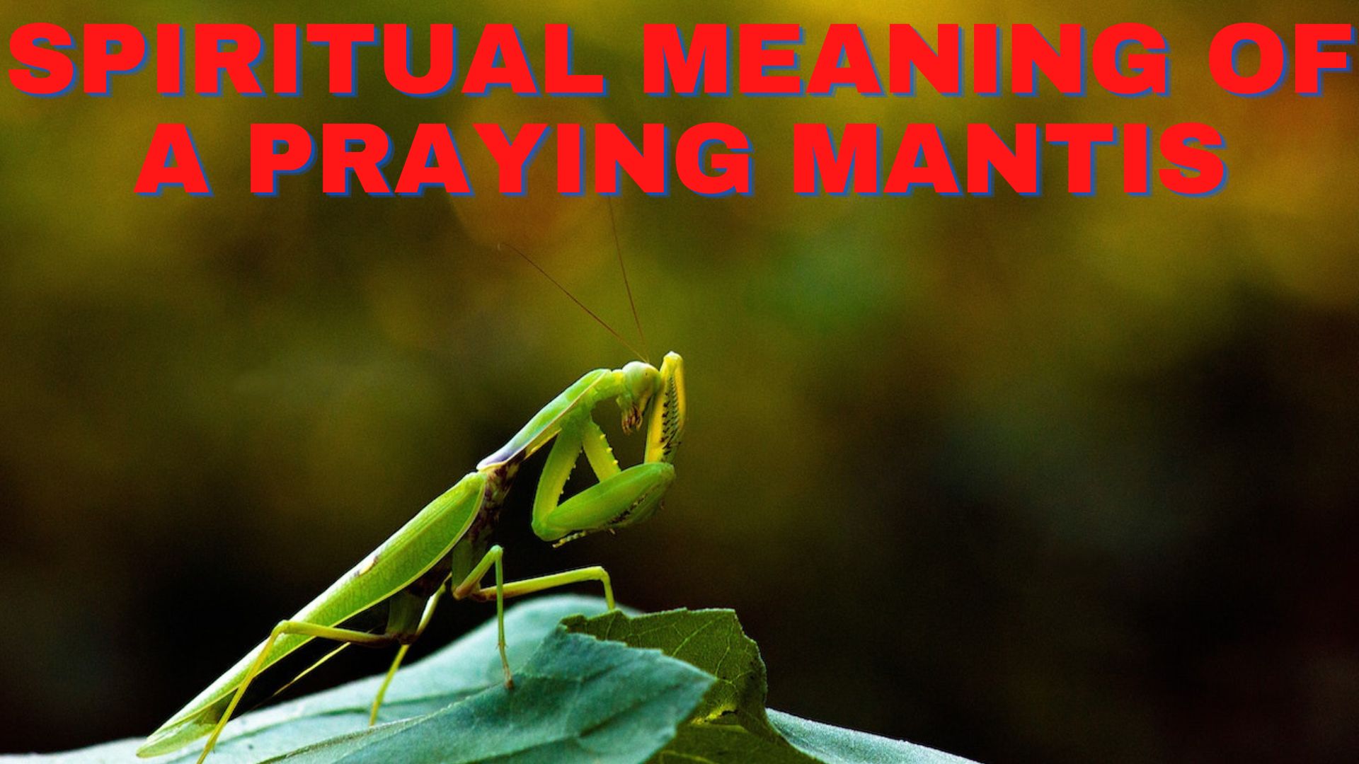 Spiritual Meaning Of A Praying Mantis -  Symbol Of Good Fortune, Wealth, Success, And Large Families