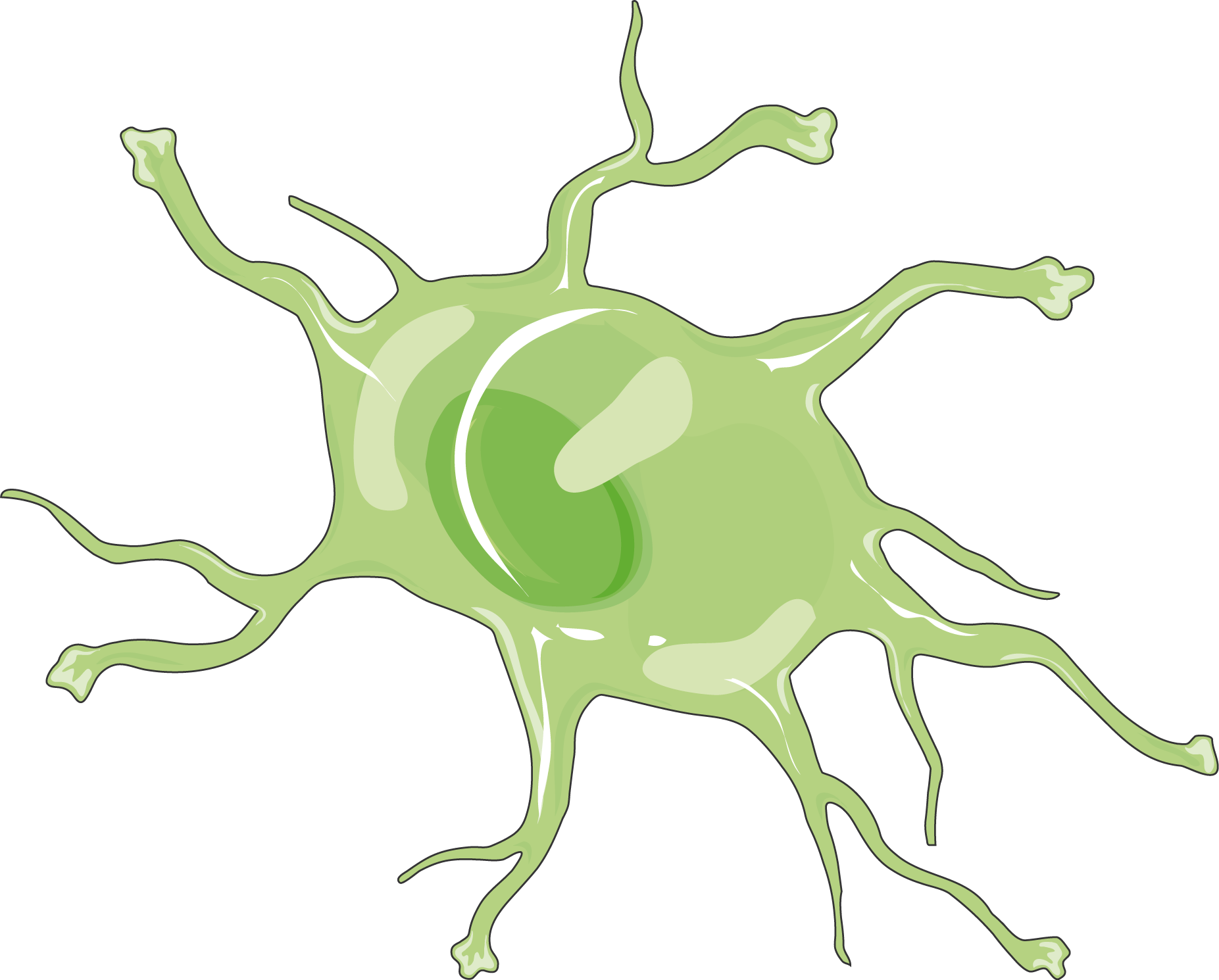 A representation of a microglia cell in green