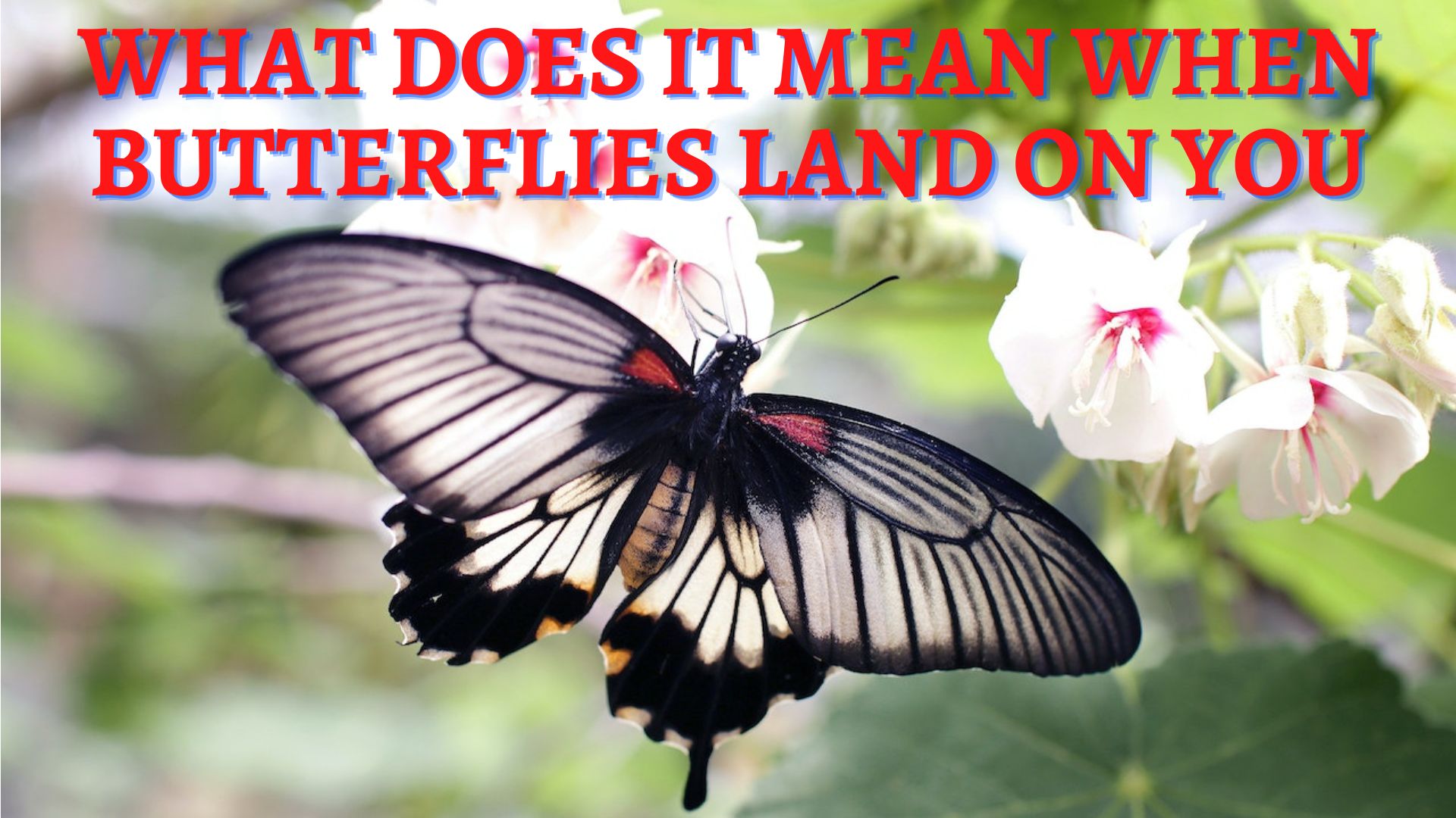 What Does It Mean When Butterflies Land On You?
