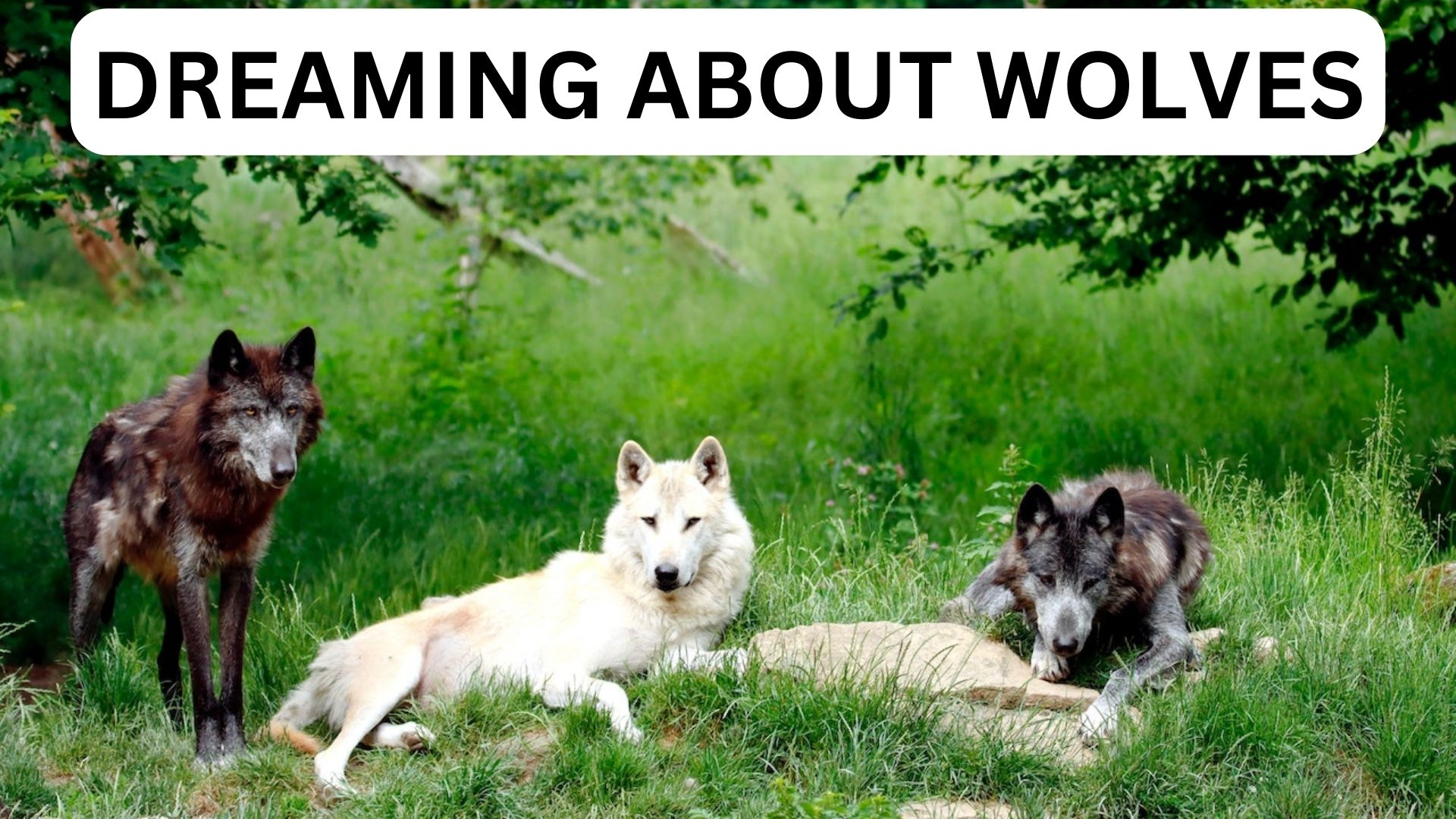 Dreaming About Wolves - Represents Your Energetic Health