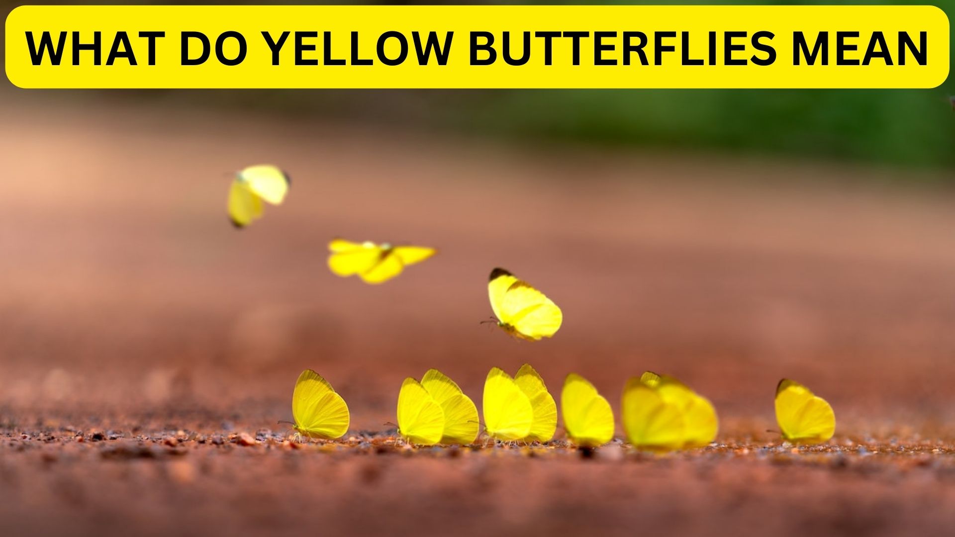 What Do Yellow Butterflies Mean? New Life And Rebirth