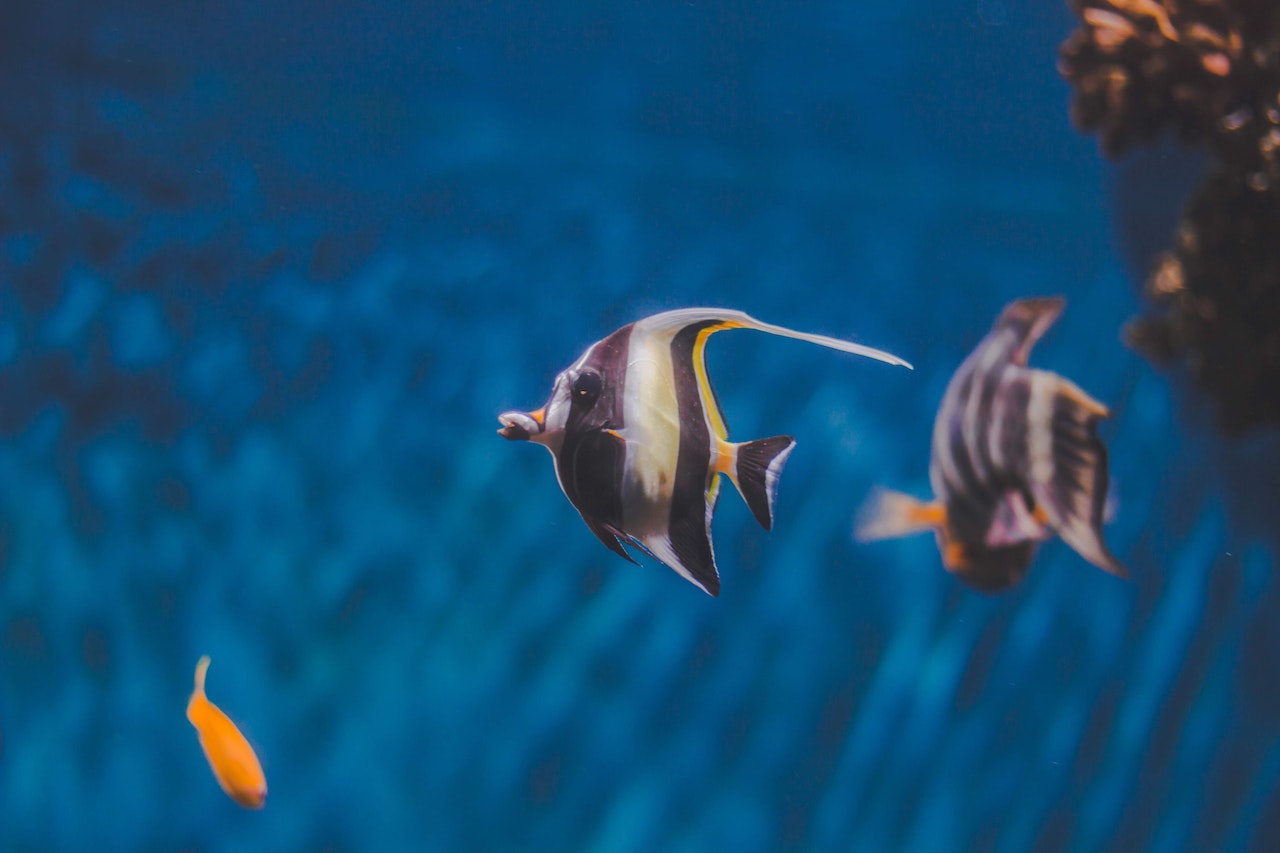 Close-Up of Angelfish in an aquarium