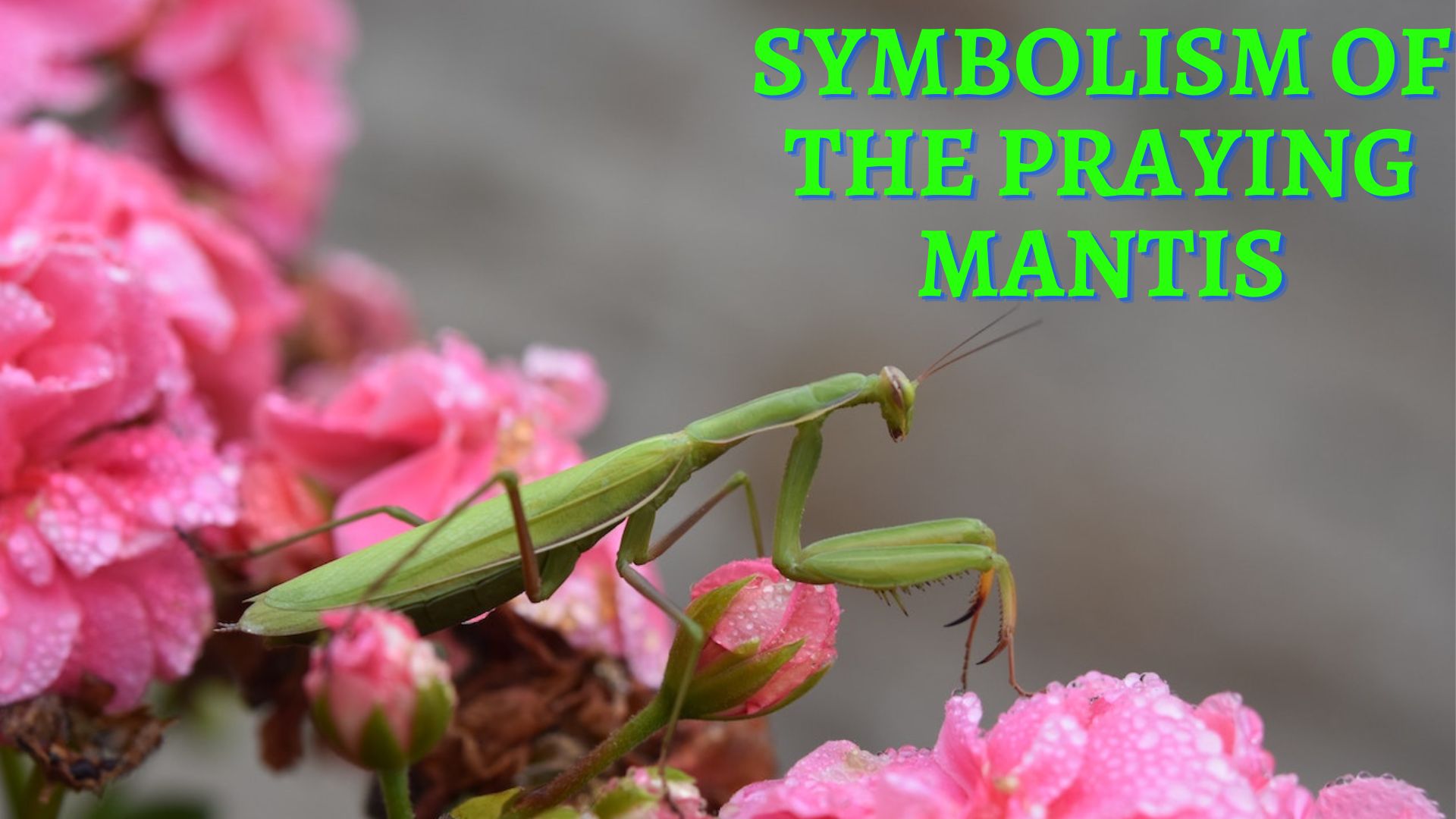 Symbolism Of The Praying Mantis - A Sign Of Good Luck Or Fortune
