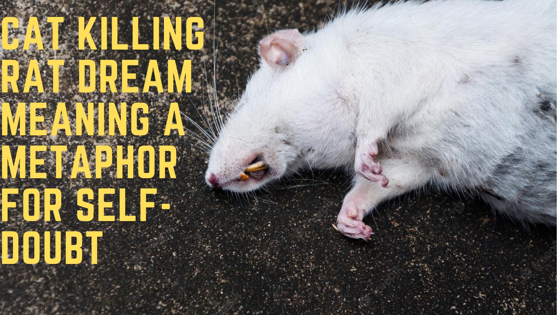 Cat Killing Rat Dream Meaning - A Metaphor For Self-Doubt