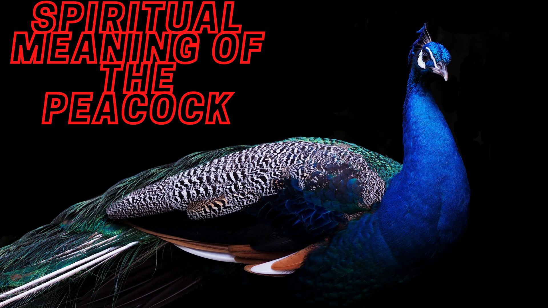 Spiritual Meaning Of The Peacock - Symbol For Power, Strength, Confidence, And Even Divinity