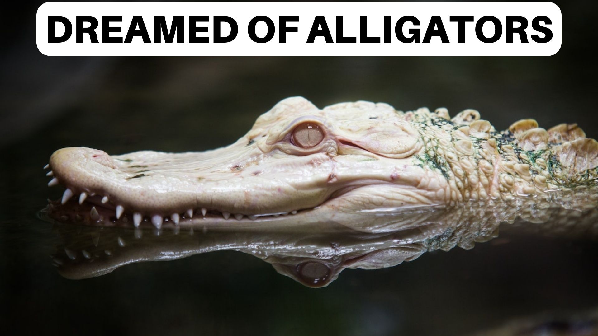 Dreamed Of Alligators - Symbolic Of An External Threat