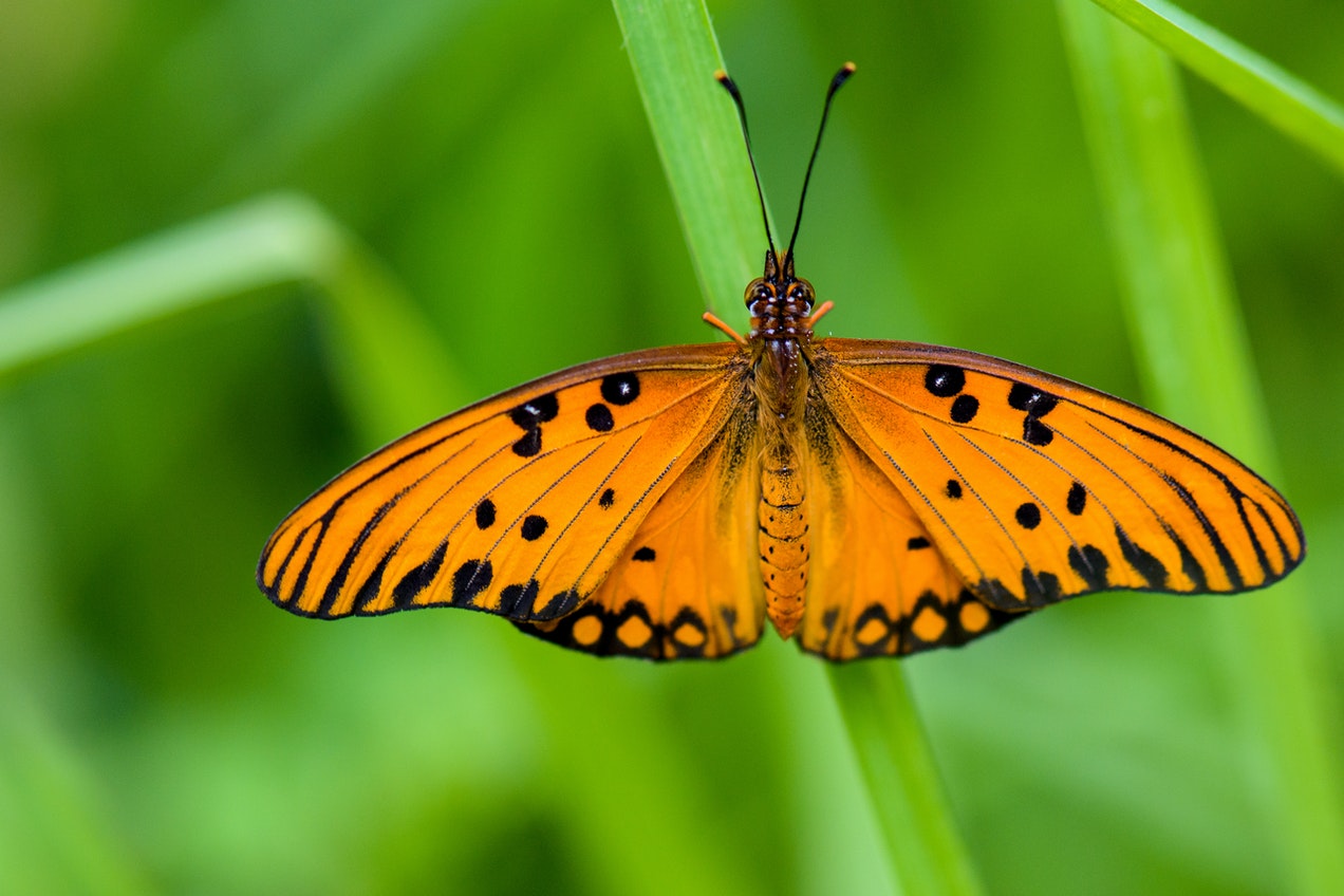 A Close-up Shot Of A Butterfly On A Leaf