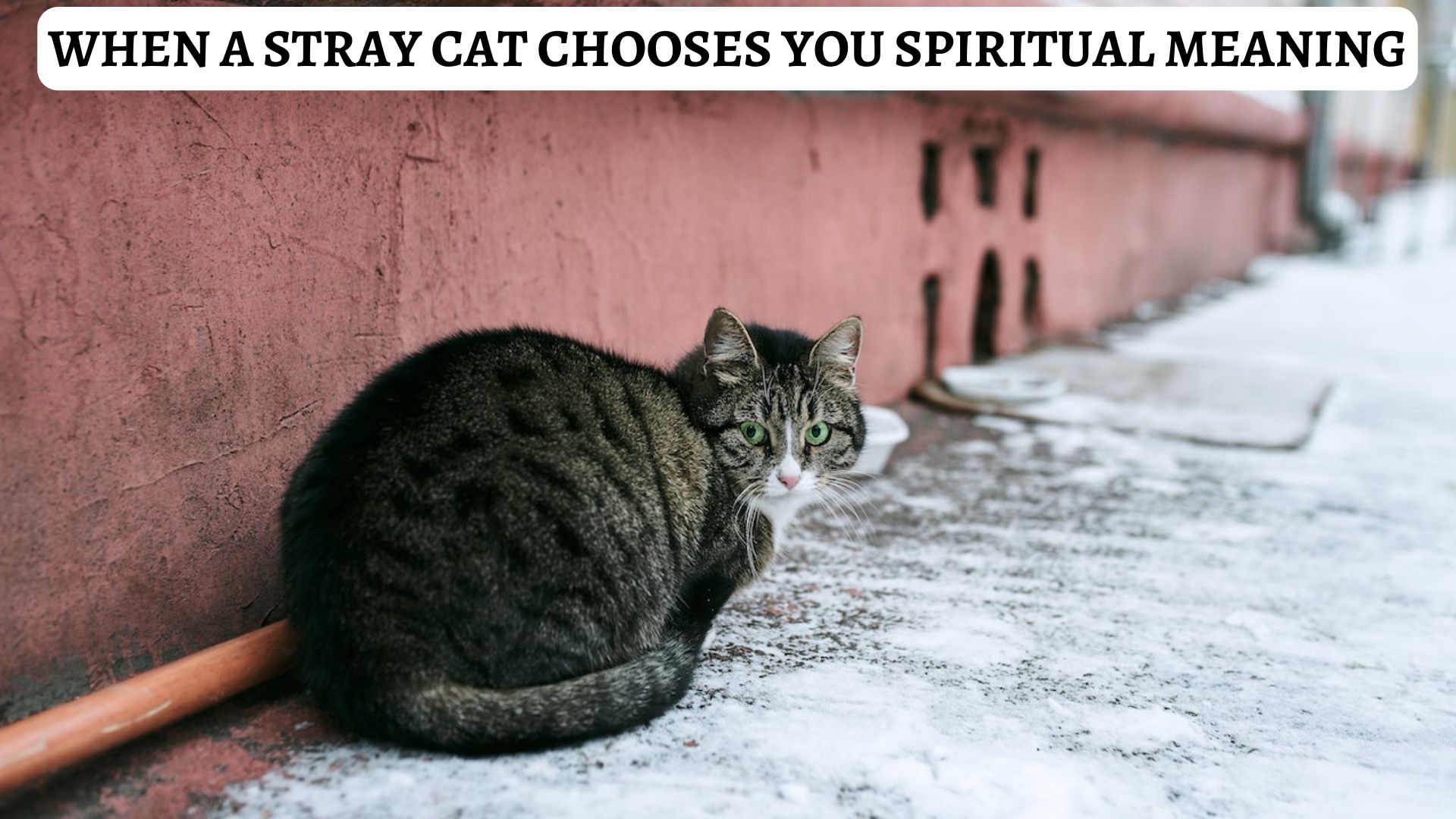 When A Stray Cat Chooses You Spiritual Meaning