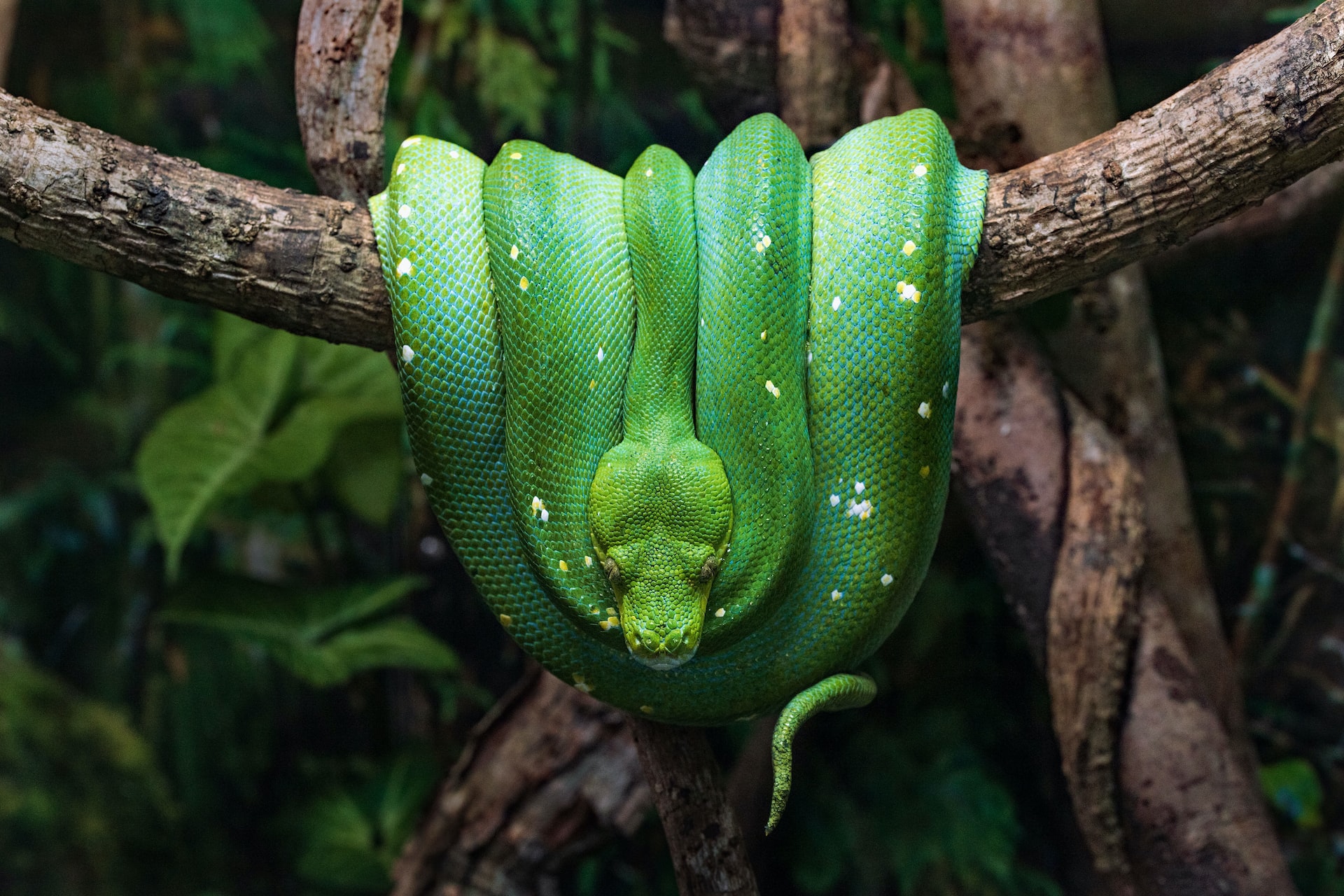 A green snake curled up on a tree branch