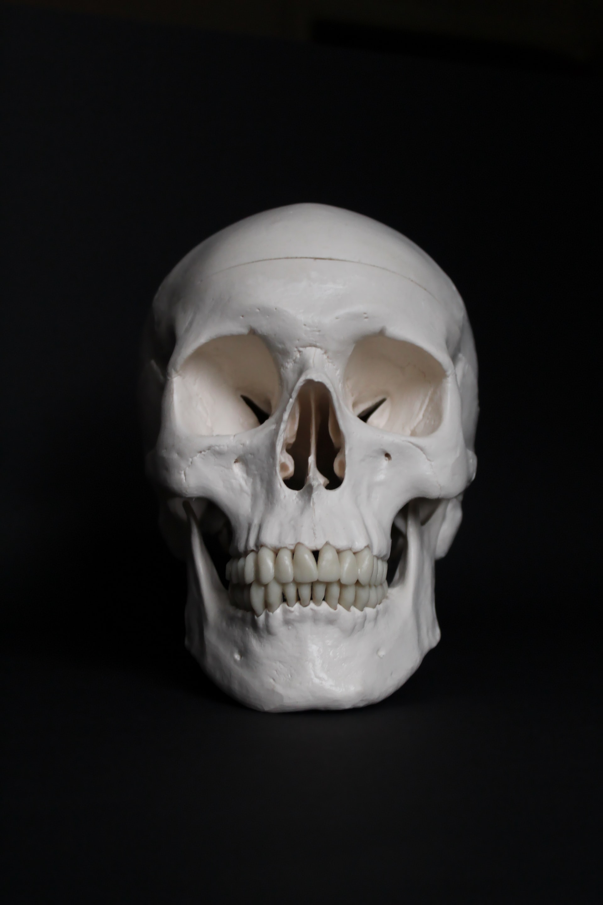 Human skull with teeth in white color