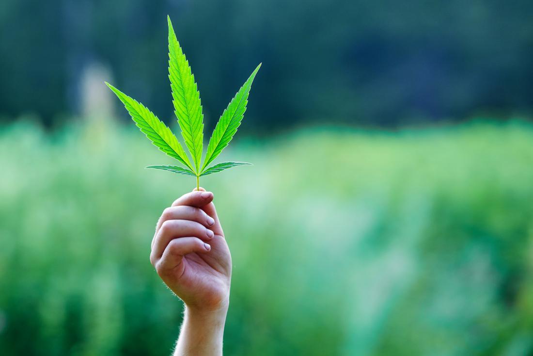 A female white hand holding a cannabis leaf