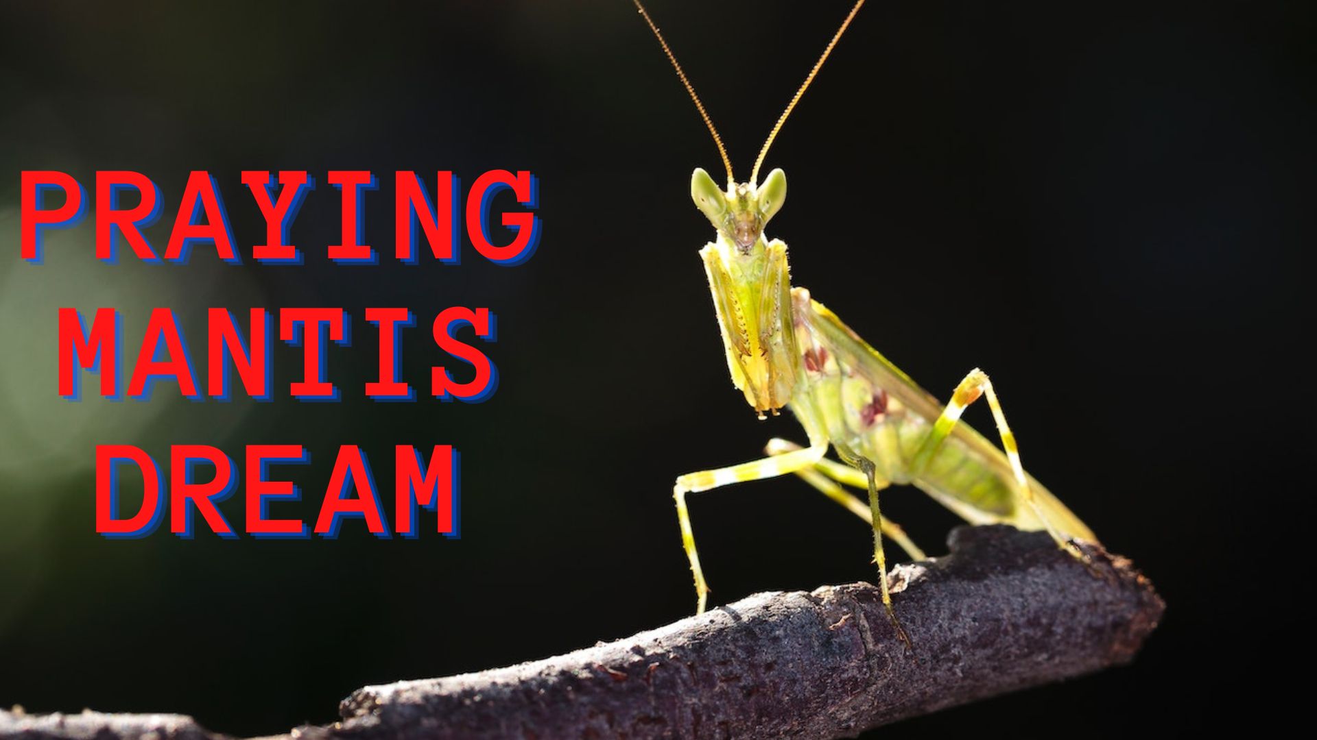 Praying Mantis Dream - Represents Opportunities