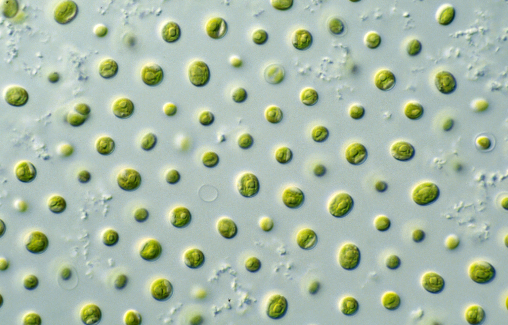 Microalgae Believes To Be The Future Of Sustainable Superfoods