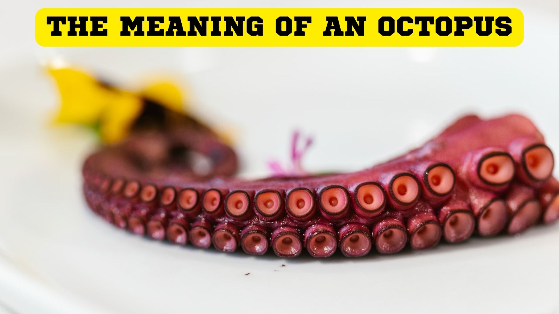 The Meaning Of An Octopus - Creativity, And Intelligence