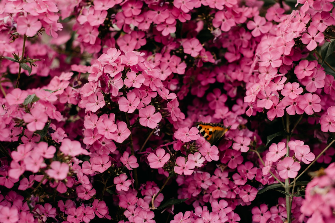 Pink Flowers With Butterfly