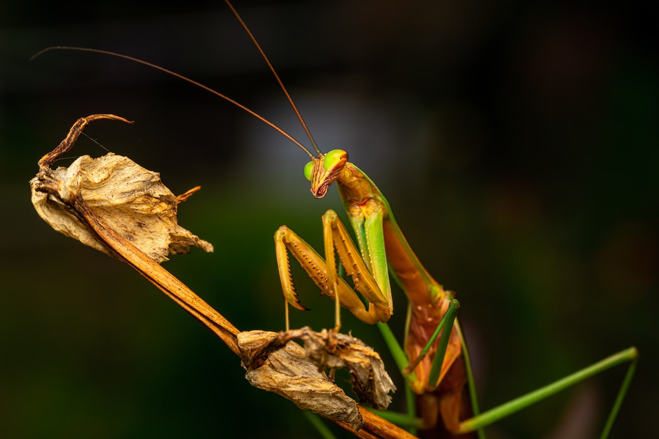 Praying Mantis on a Withered Plant