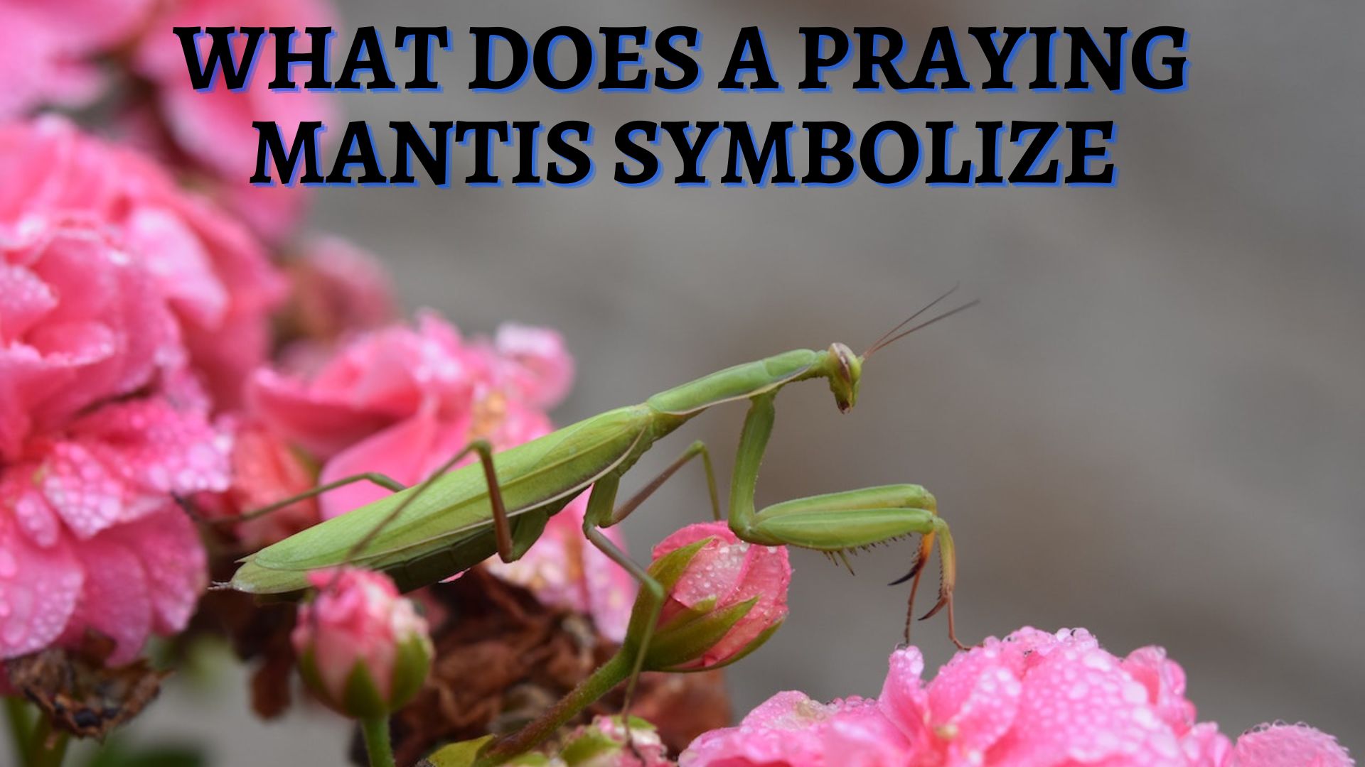 What Does A Praying Mantis Symbolize?