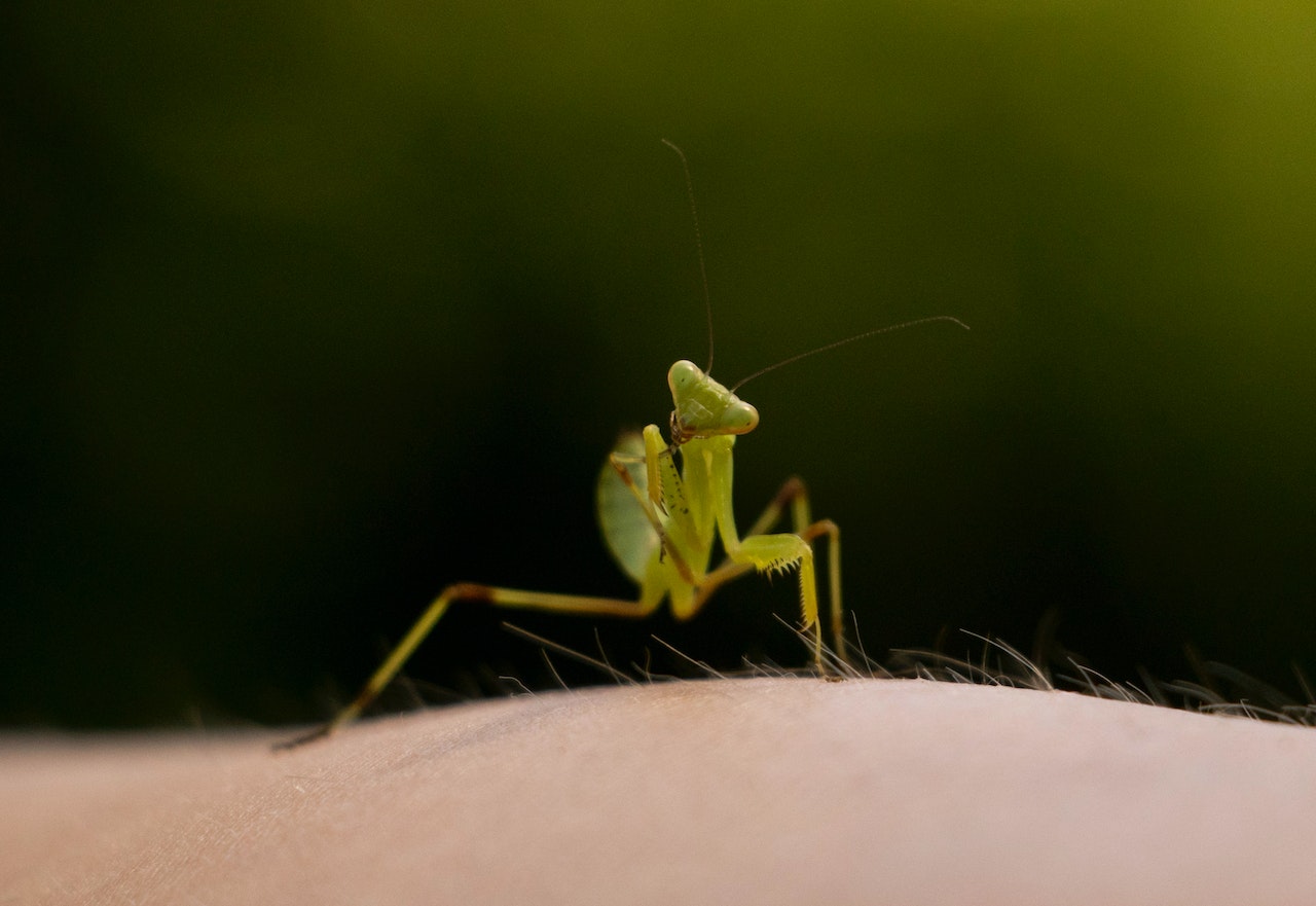 Green Praying Mantis on Human Skin