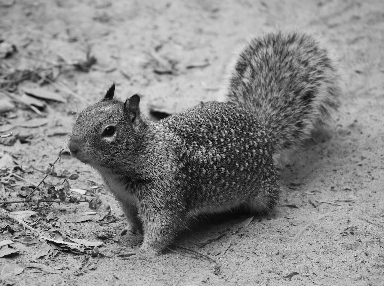 Gray and White Squirrel on Brown Soil