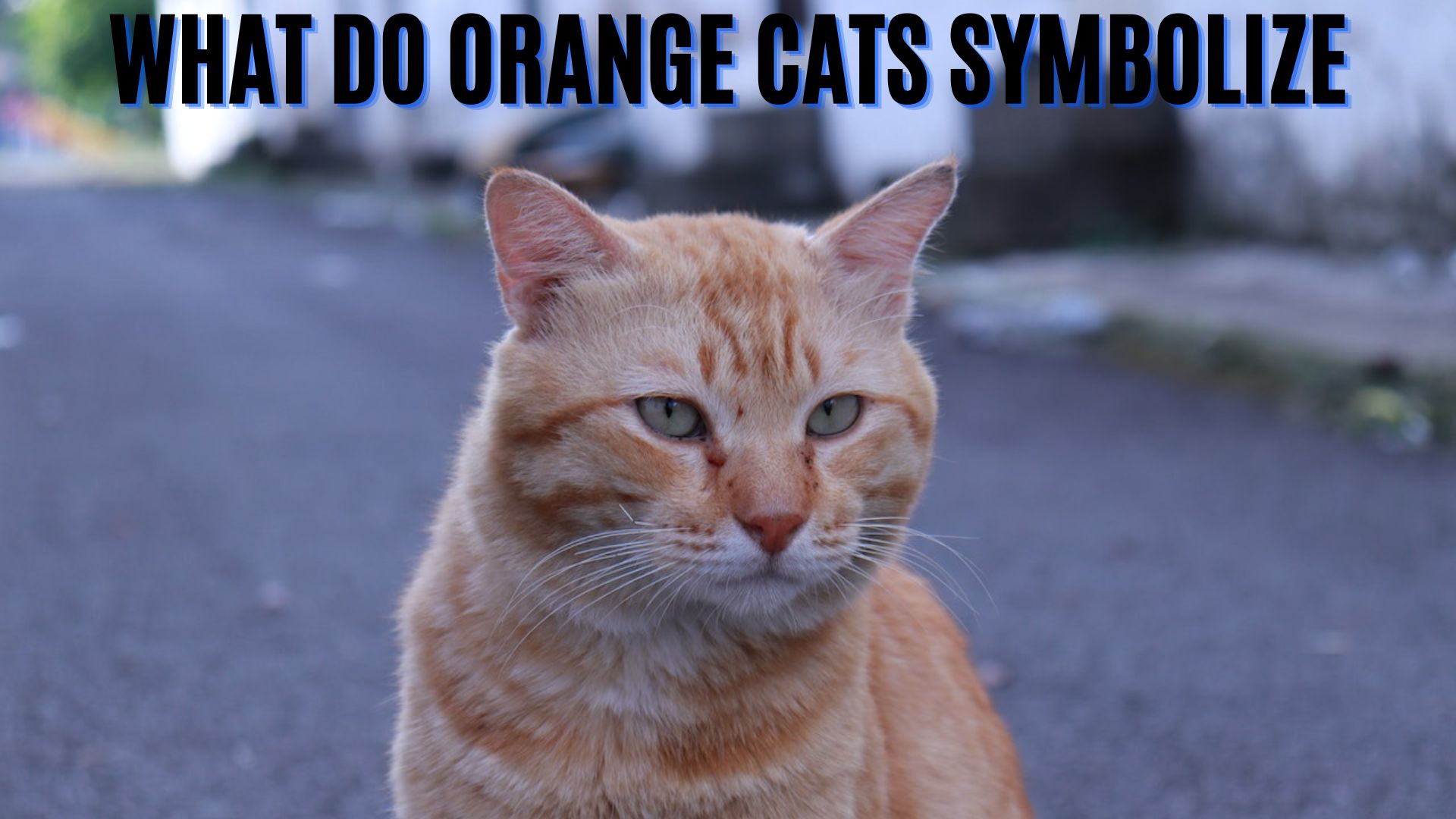 What Do Orange Cats Symbolize? Sign Of Good Luck, Prosperity, And Wealth