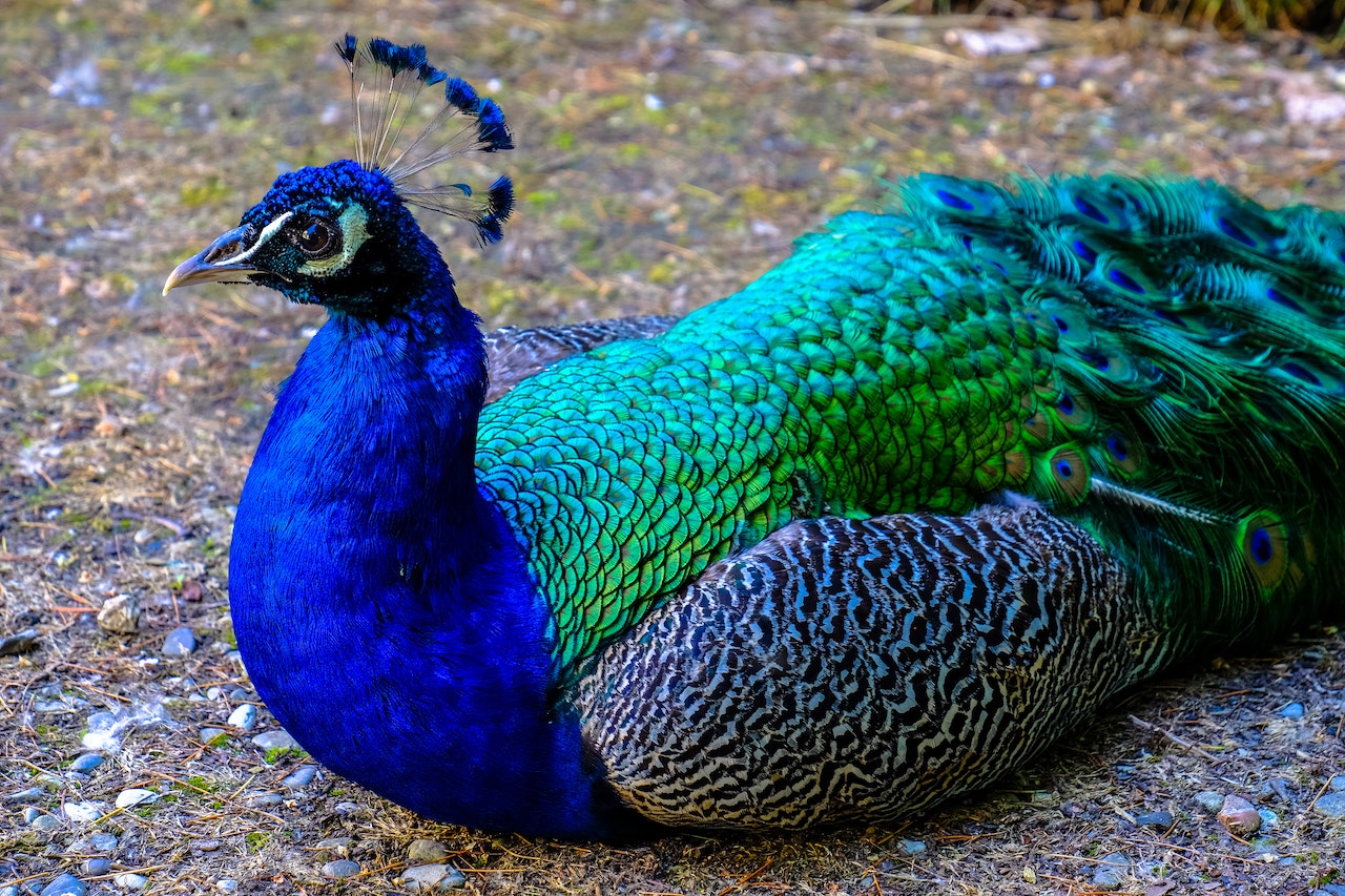Peacock Lying on Ground