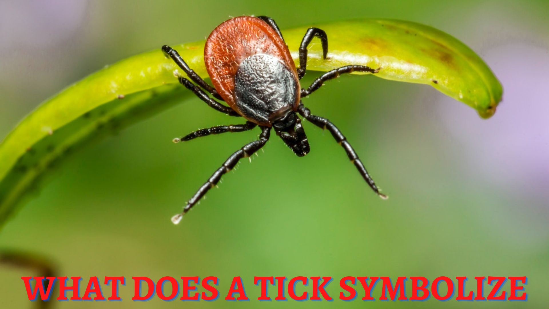 What Does A Tick Symbolize? Symbols Of Tenacity, Patience, And Persistence