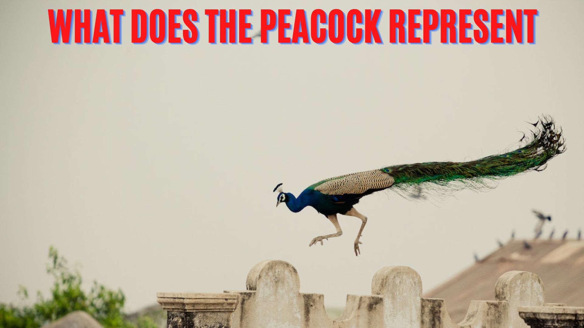 What Does The Peacock Represent? Symbol For Power, Strength, Confidence, And Even Divinity