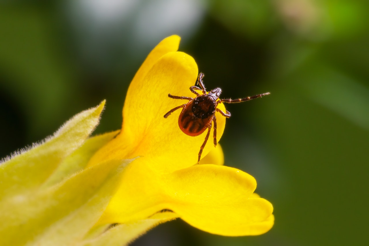 Tick on a Yellow Flower
