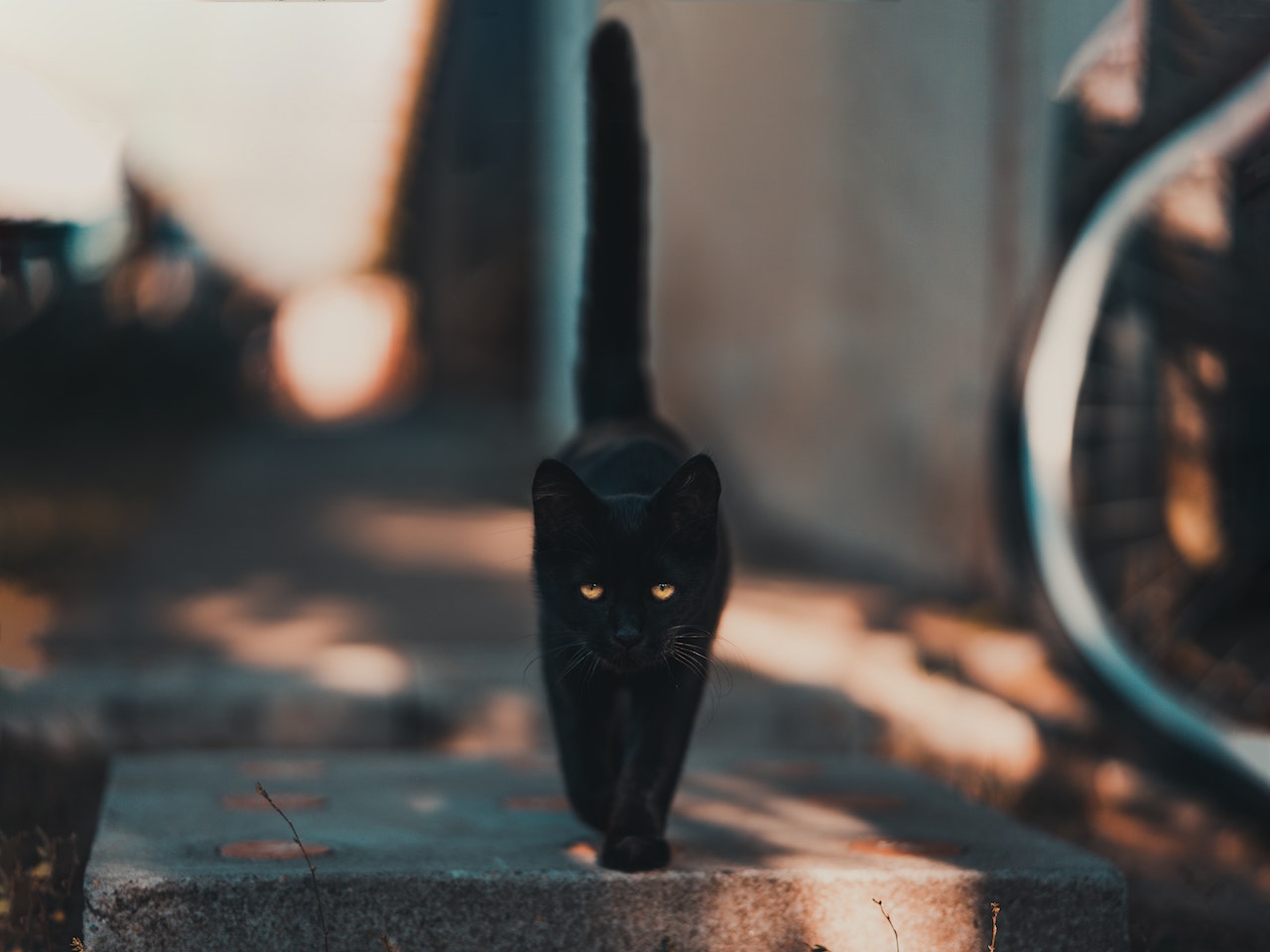 Dreaming With Black Cats - Symbolizes Your Cynicism In Real Life