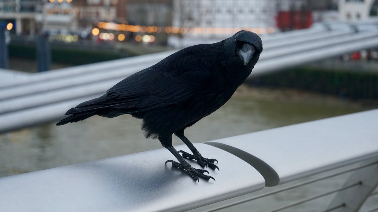 Black Crow Bird standing on aluminium rod