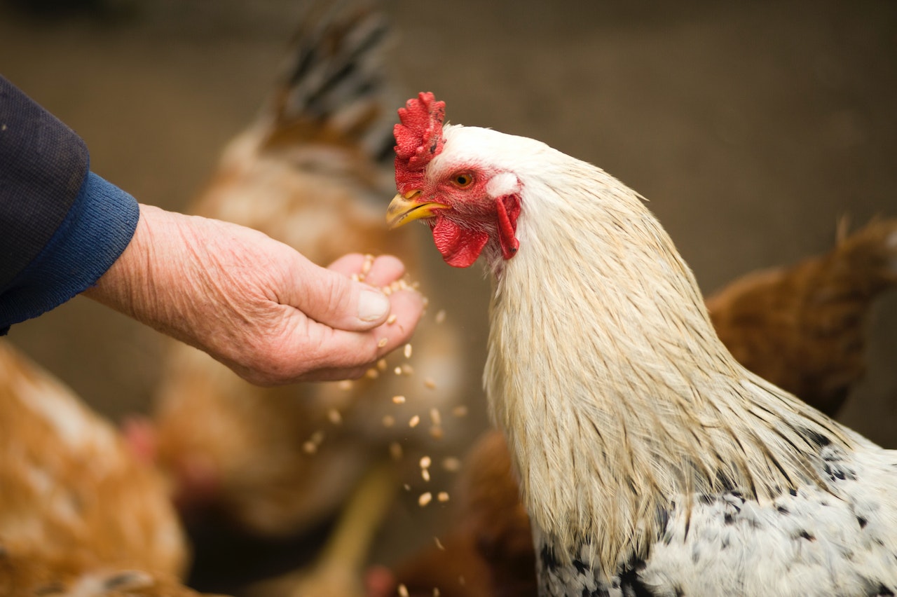 Dream Of Chicken - Hatching New Ideas
