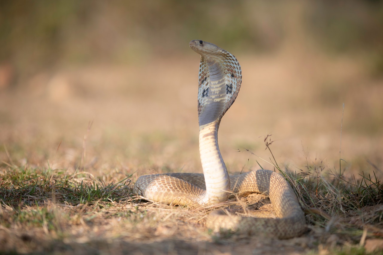 Close-Up Shot of a Cobra Snake on the Ground