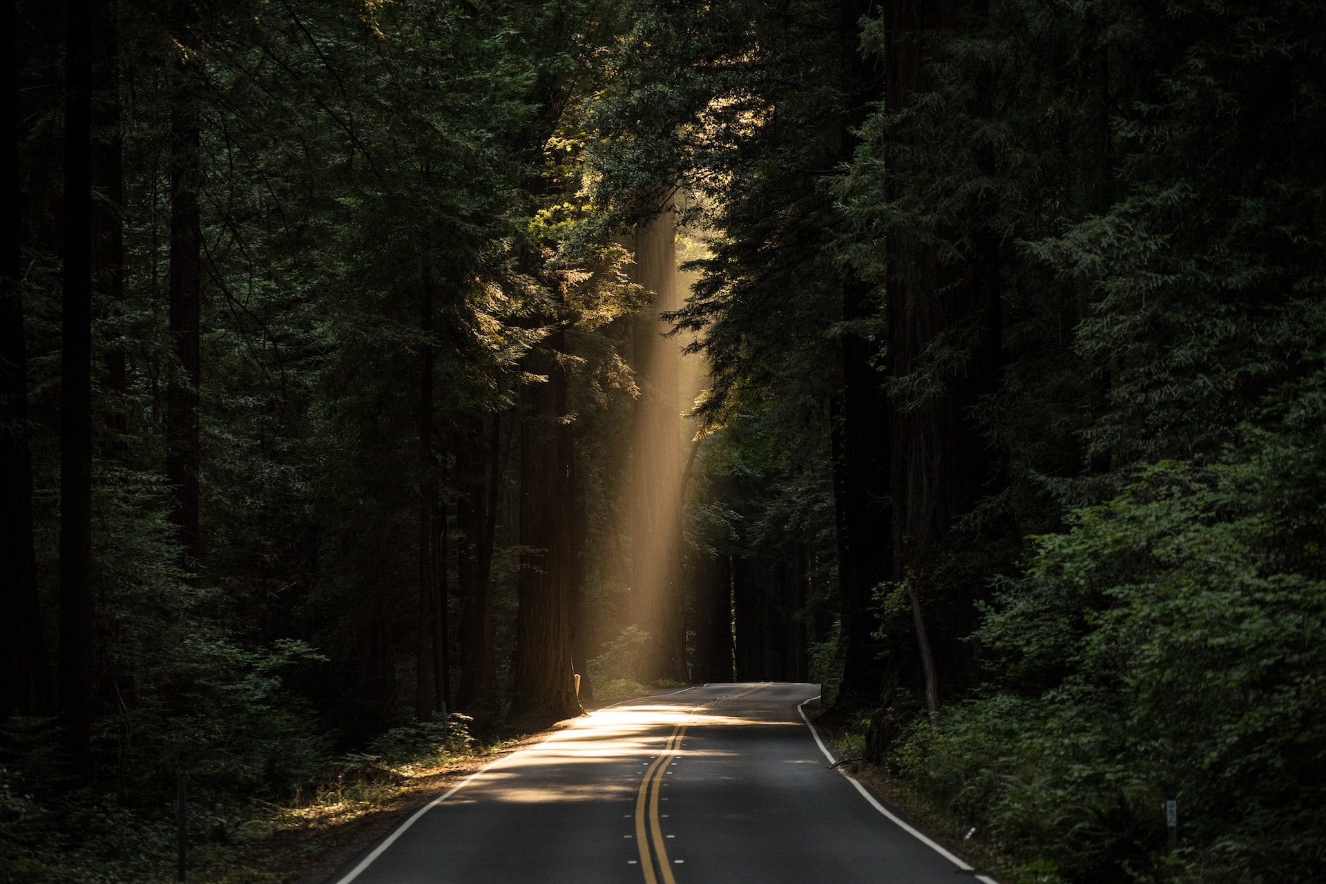 A beam if light on a forest road