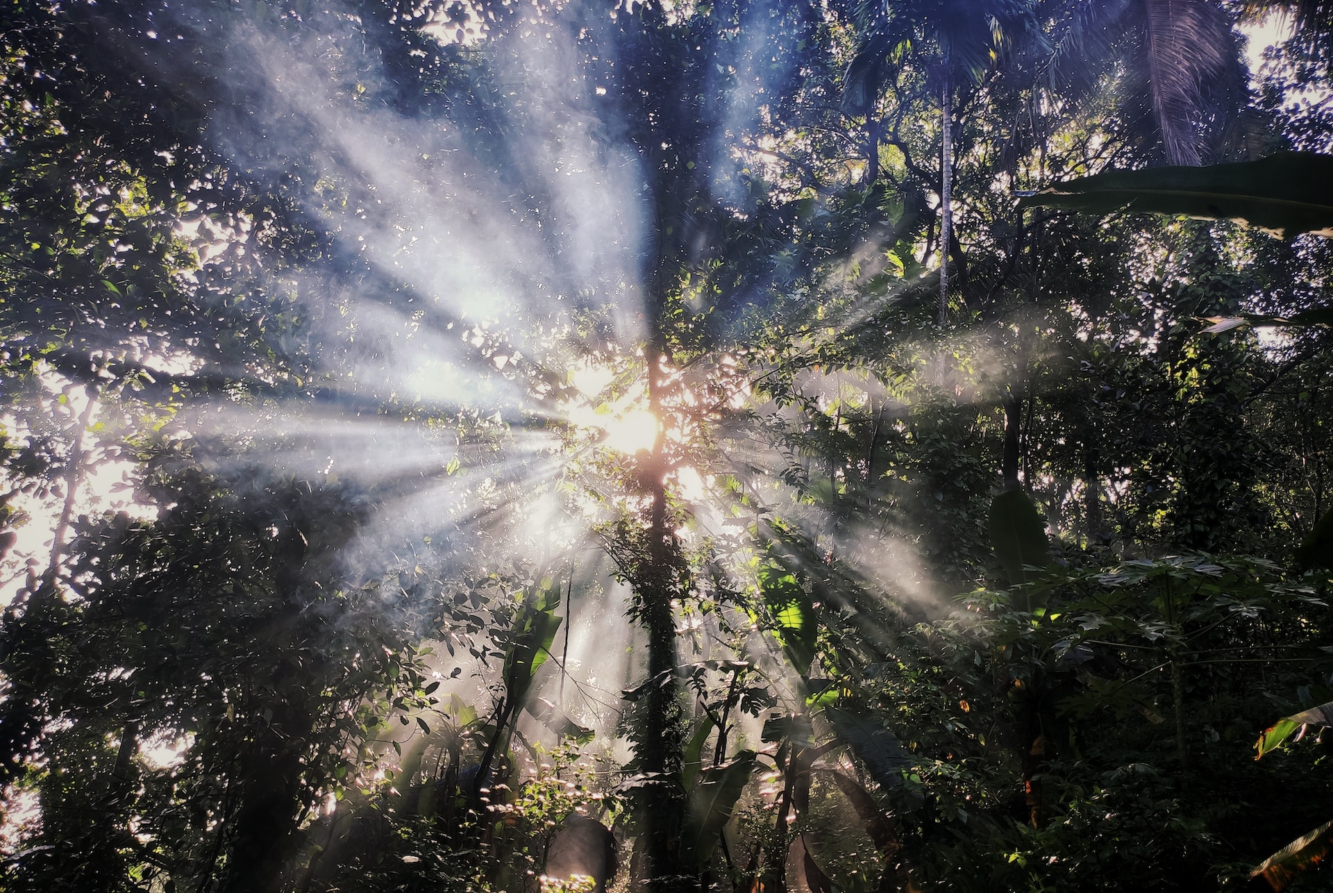 A beam of light shinning though the forest