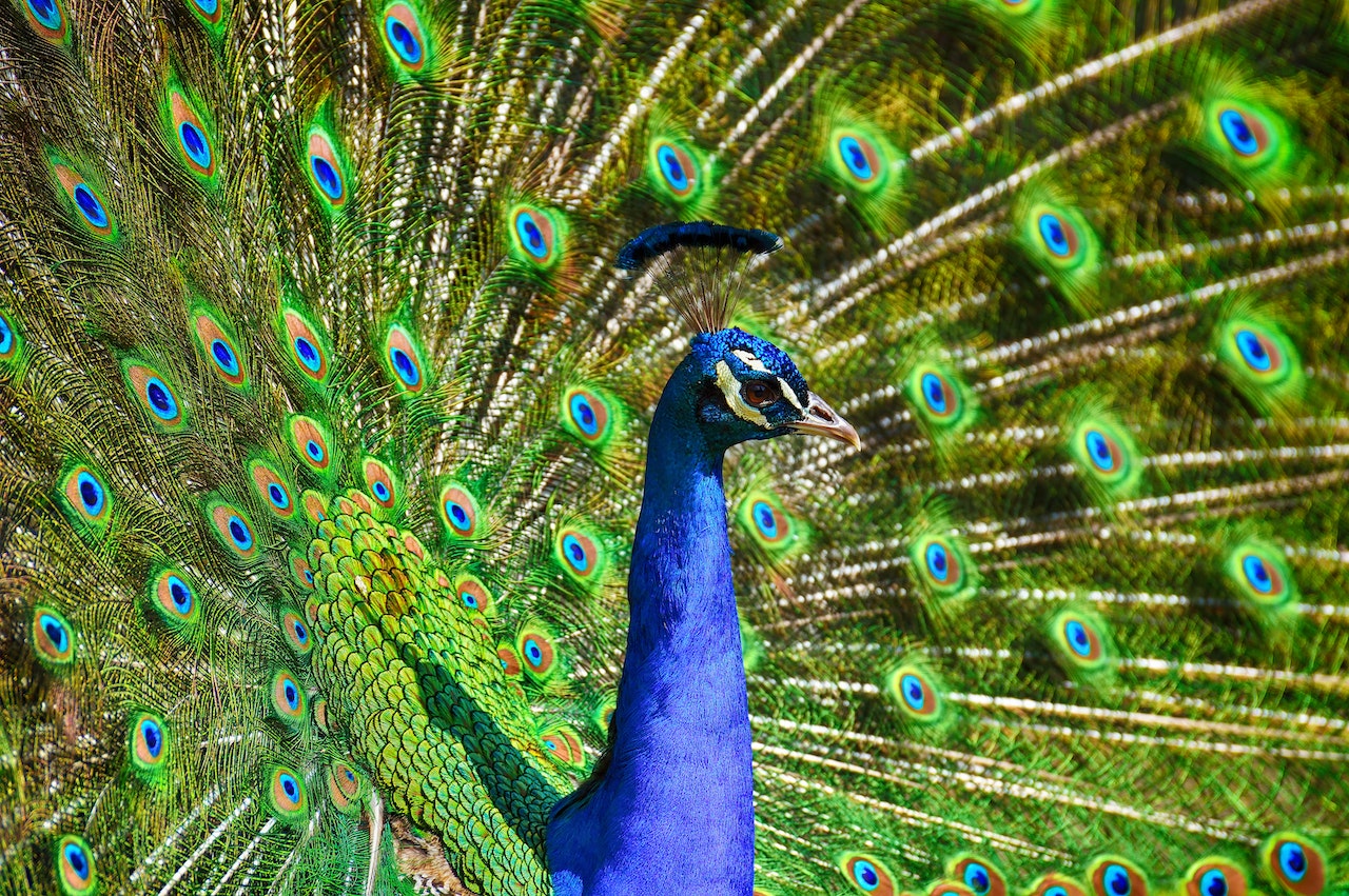 Peacock Spiritual Meaning - A Symbol Of Beauty, Royalty, And Spirituality