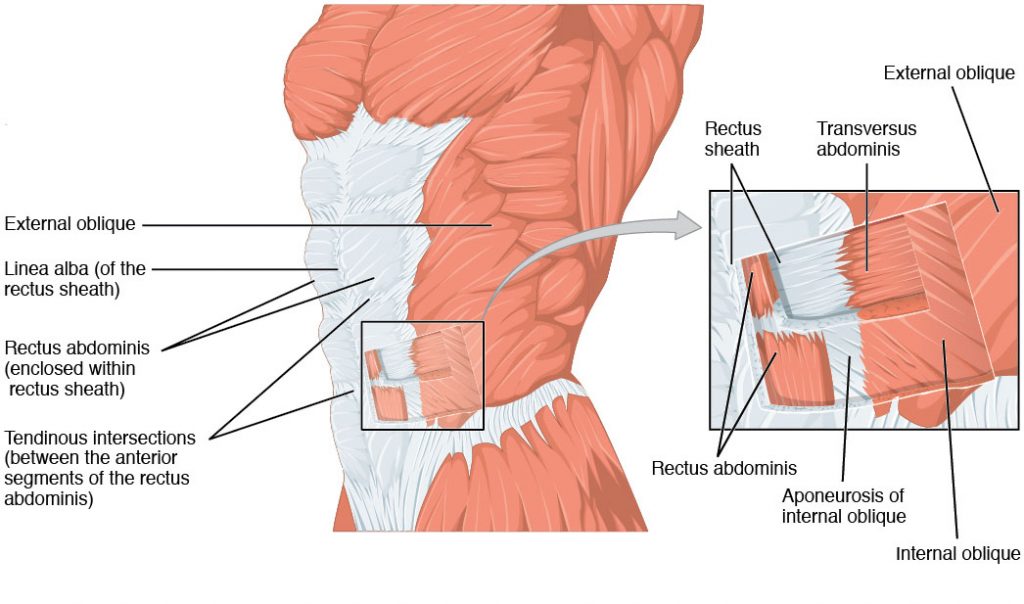 Hernia Surgery - The Clinical Anatomy Of The Abdominal Wall