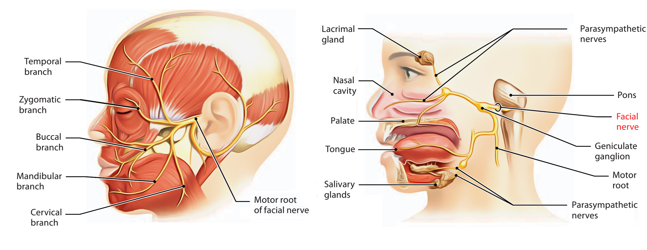 Facial Nerve - Anatomic Landmarks For Localization Of The Branches