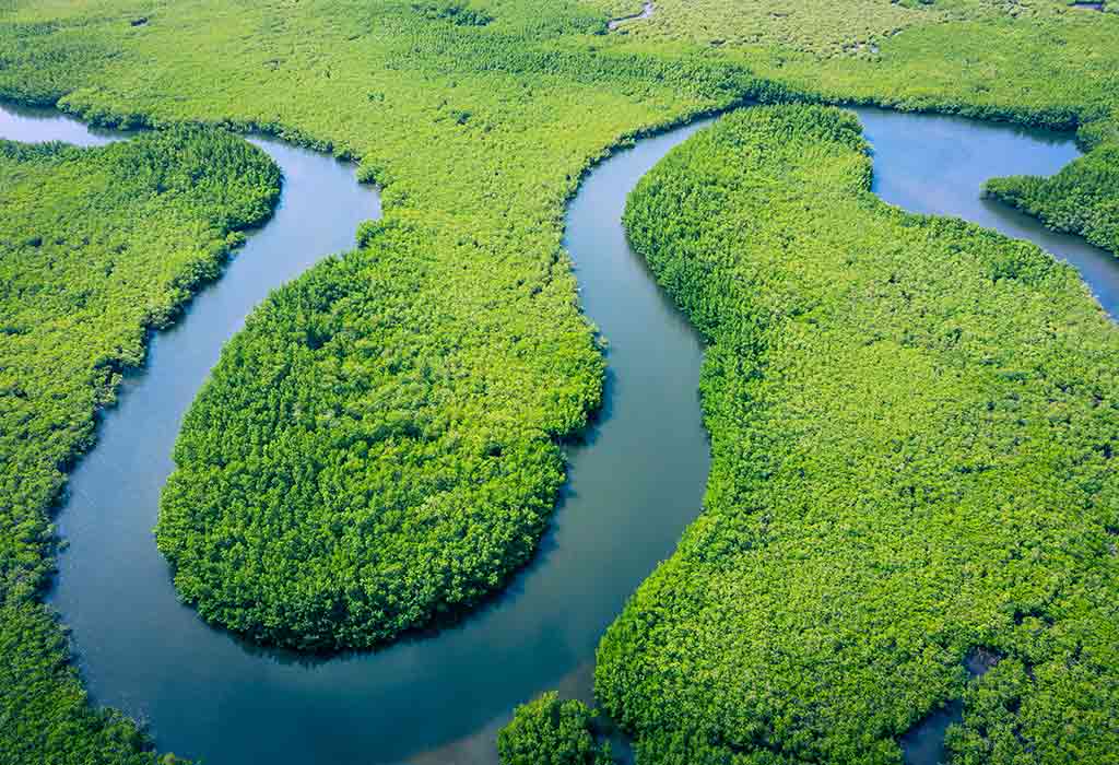 The Amazon Rainforest Is Approaching A Crucial Tipping Point