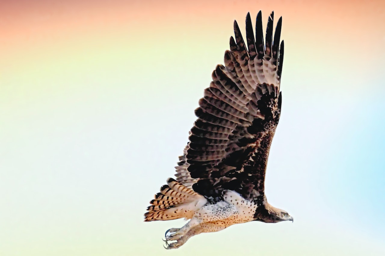 Spirit Meaning Hawk - Connecting With The Power Of This Majestic Bird