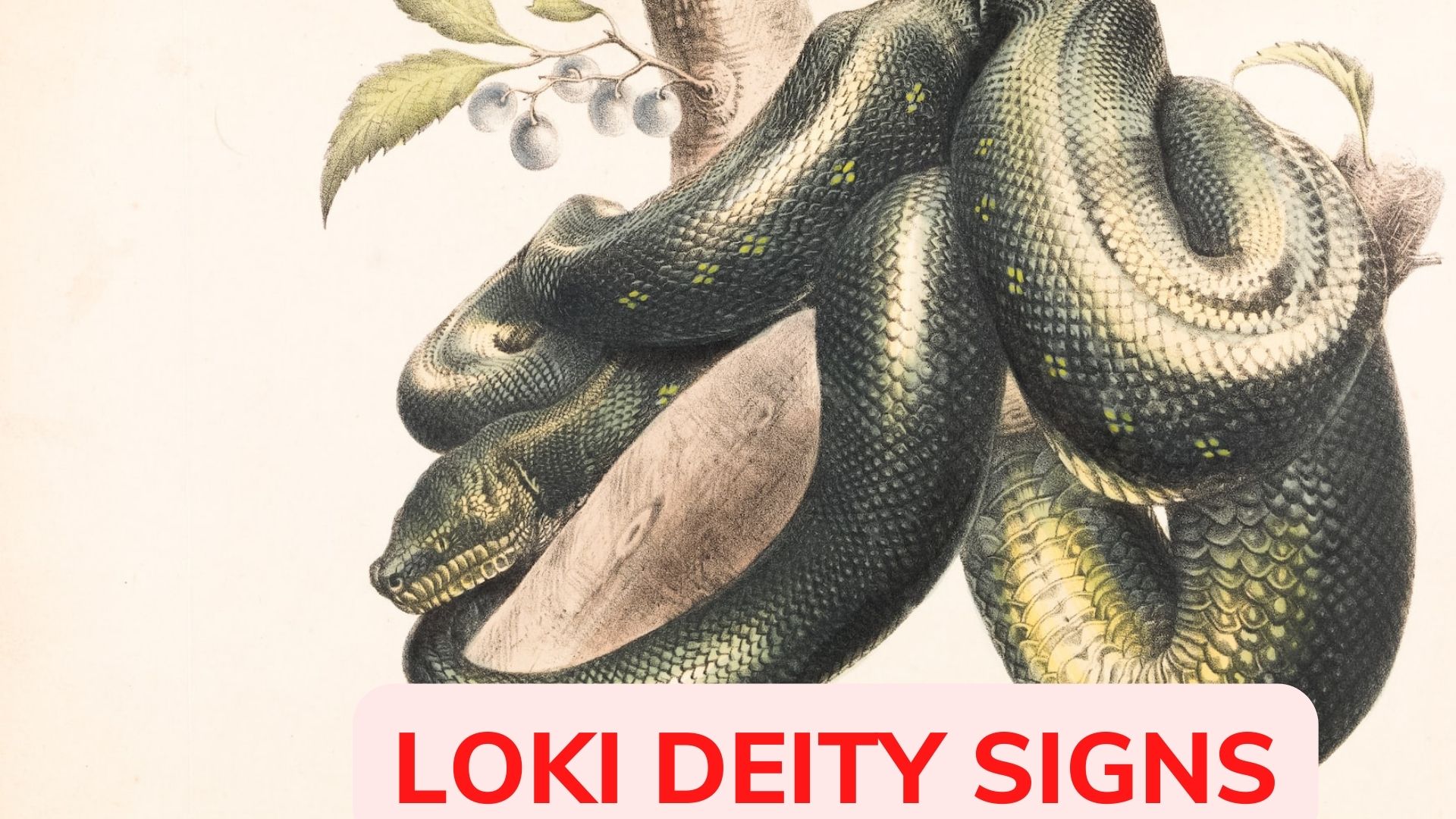 Loki Deity Signs - Symbol Of Most Prominent Snake