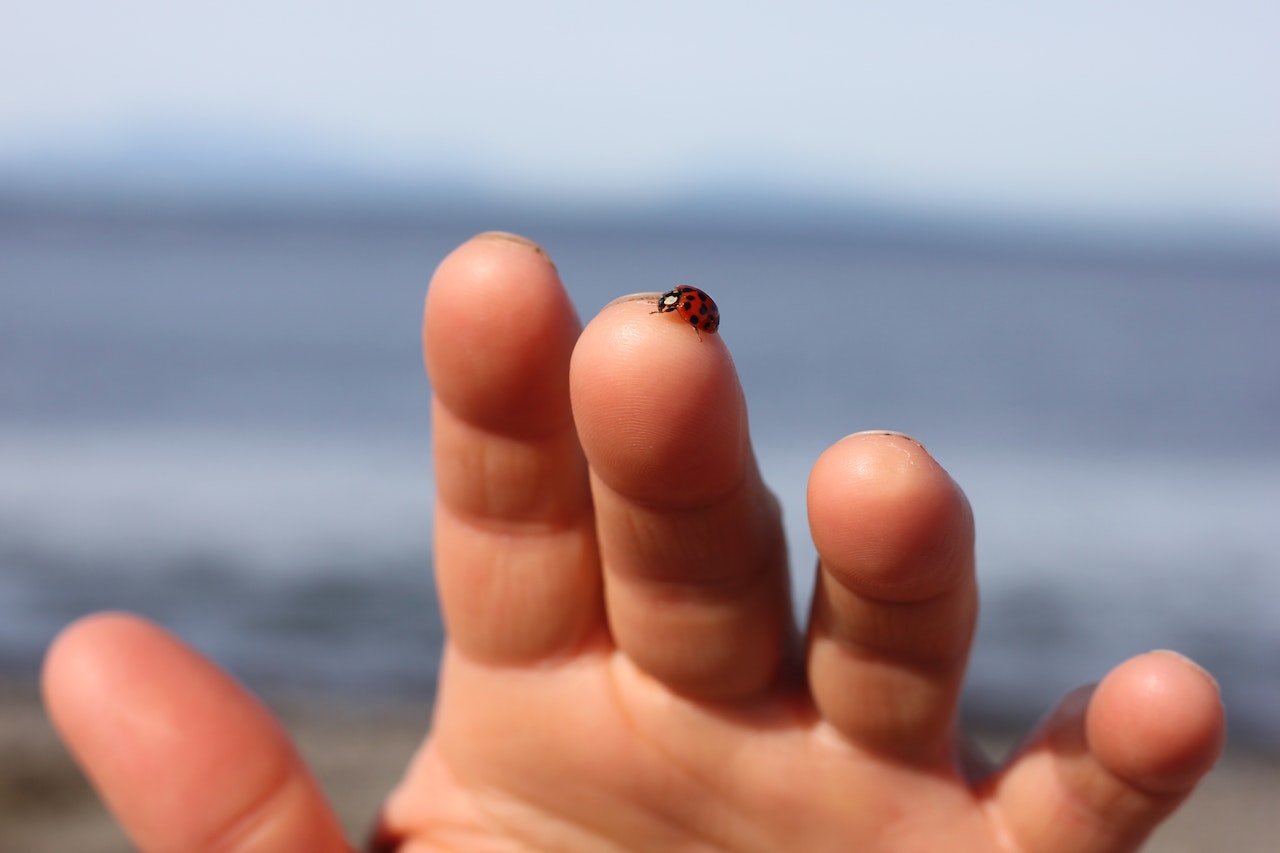 Lady Bugs Meaning - The Symbolism And Folklore Behind The Beloved Insects