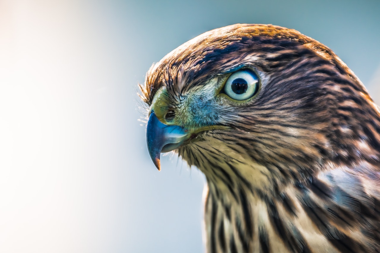 Spiritual Meaning Of Hawk - A Deep Dive Into This Powerful Bird Of Prey