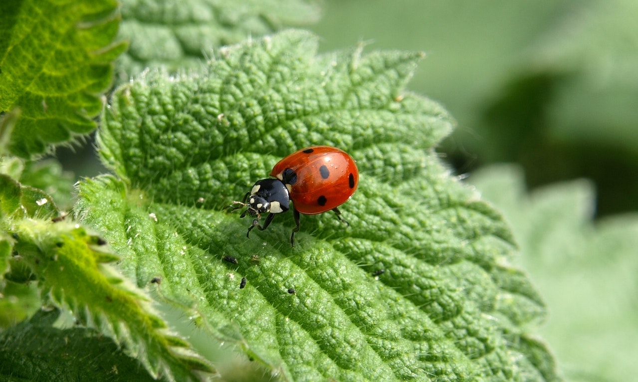 The Meaning Of Ladybugs - Understanding Its Spiritual Significance