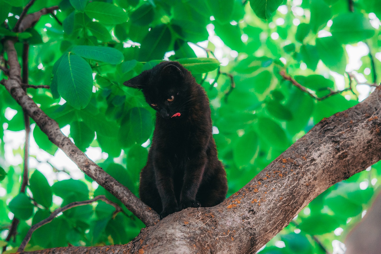 Bombay Cat on Tree Branch