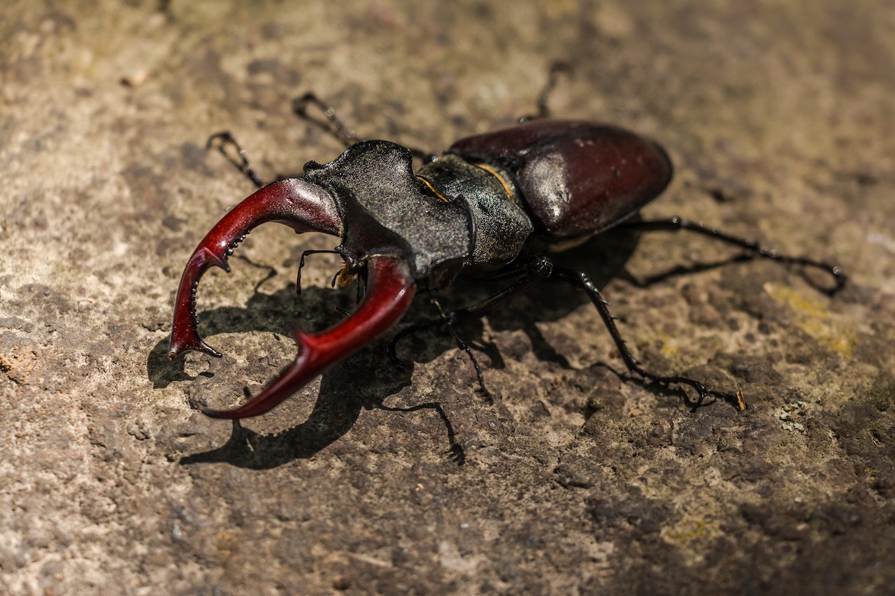 Brown Beetle