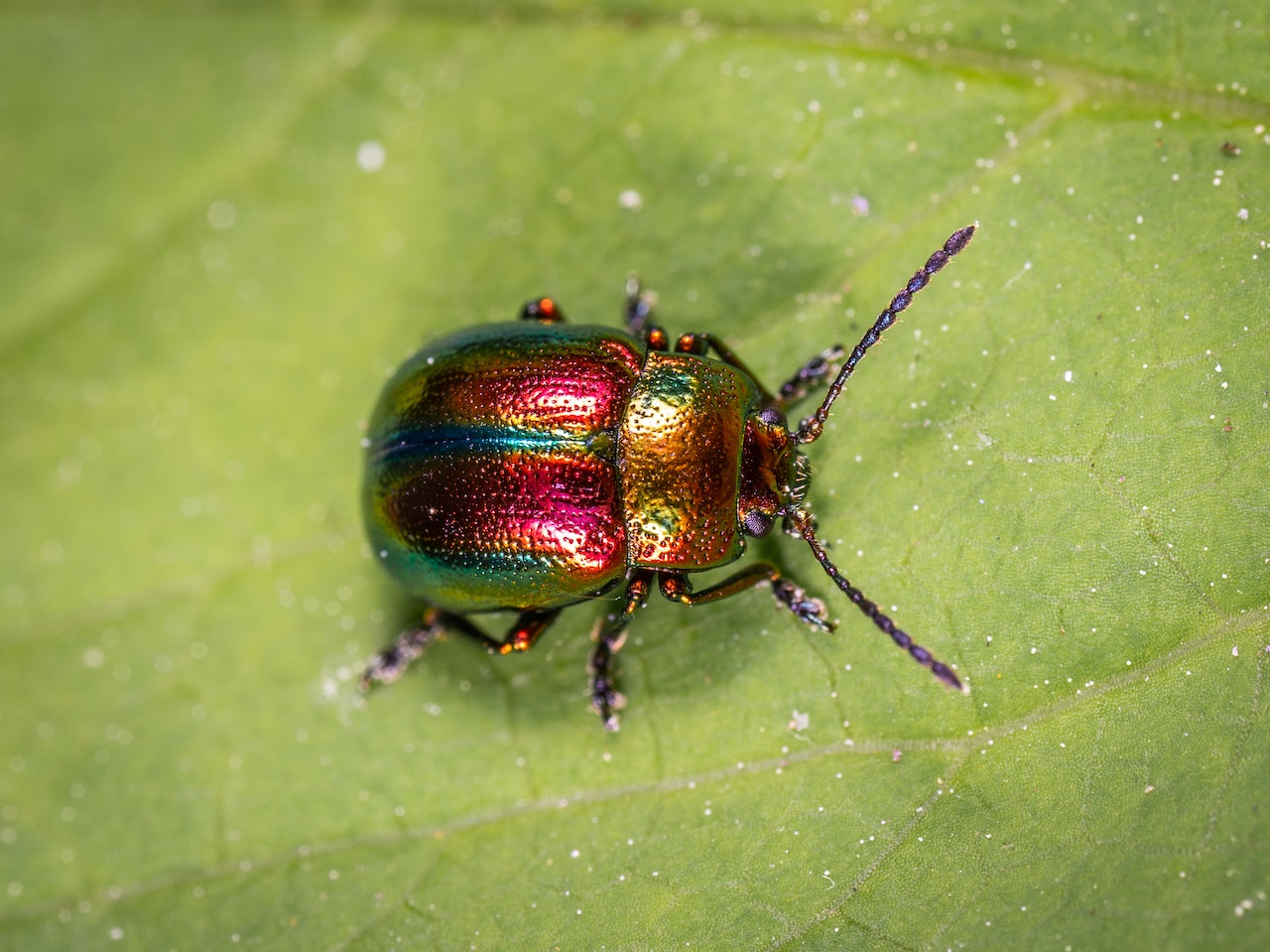 Beetle Spiritual Meaning - Understanding The Symbolism And Significance