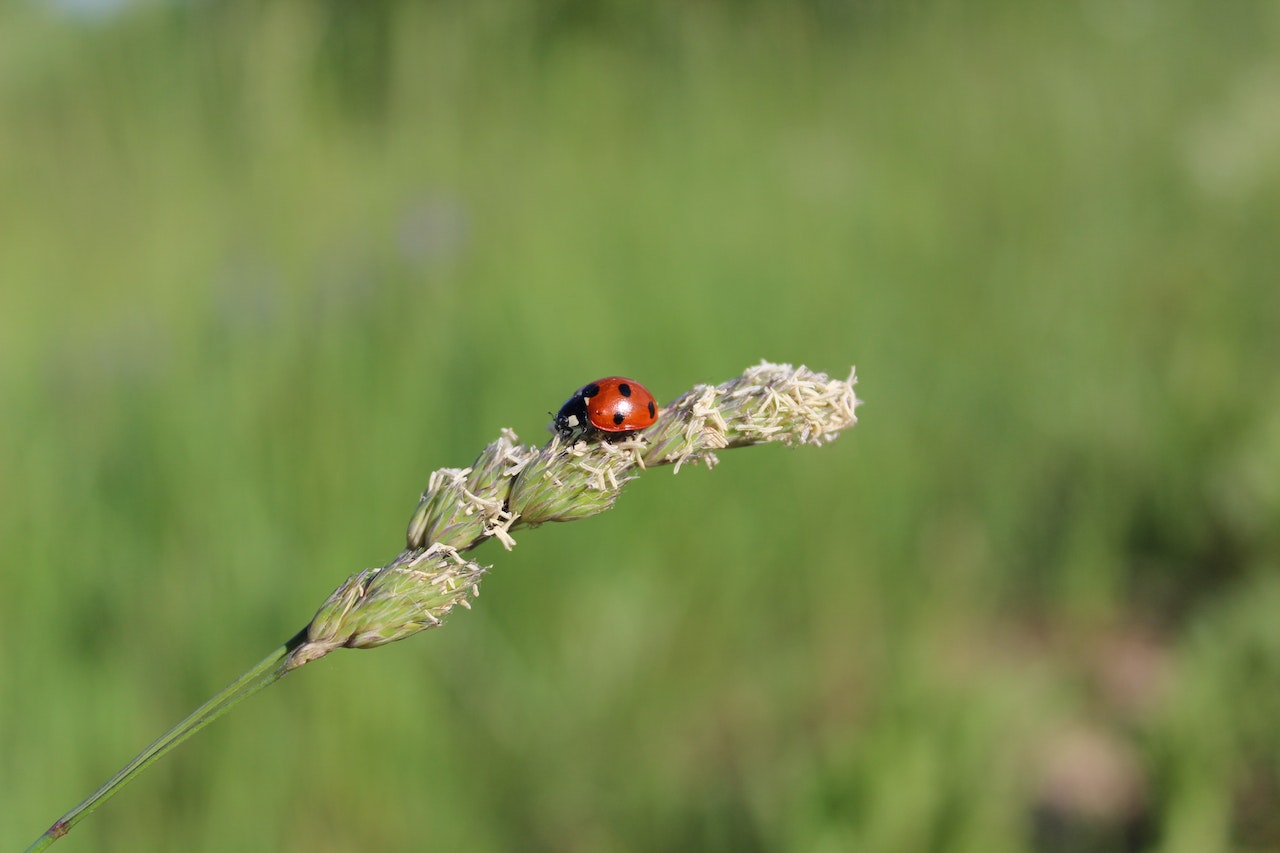 Red Ladybug Perched on a Grass