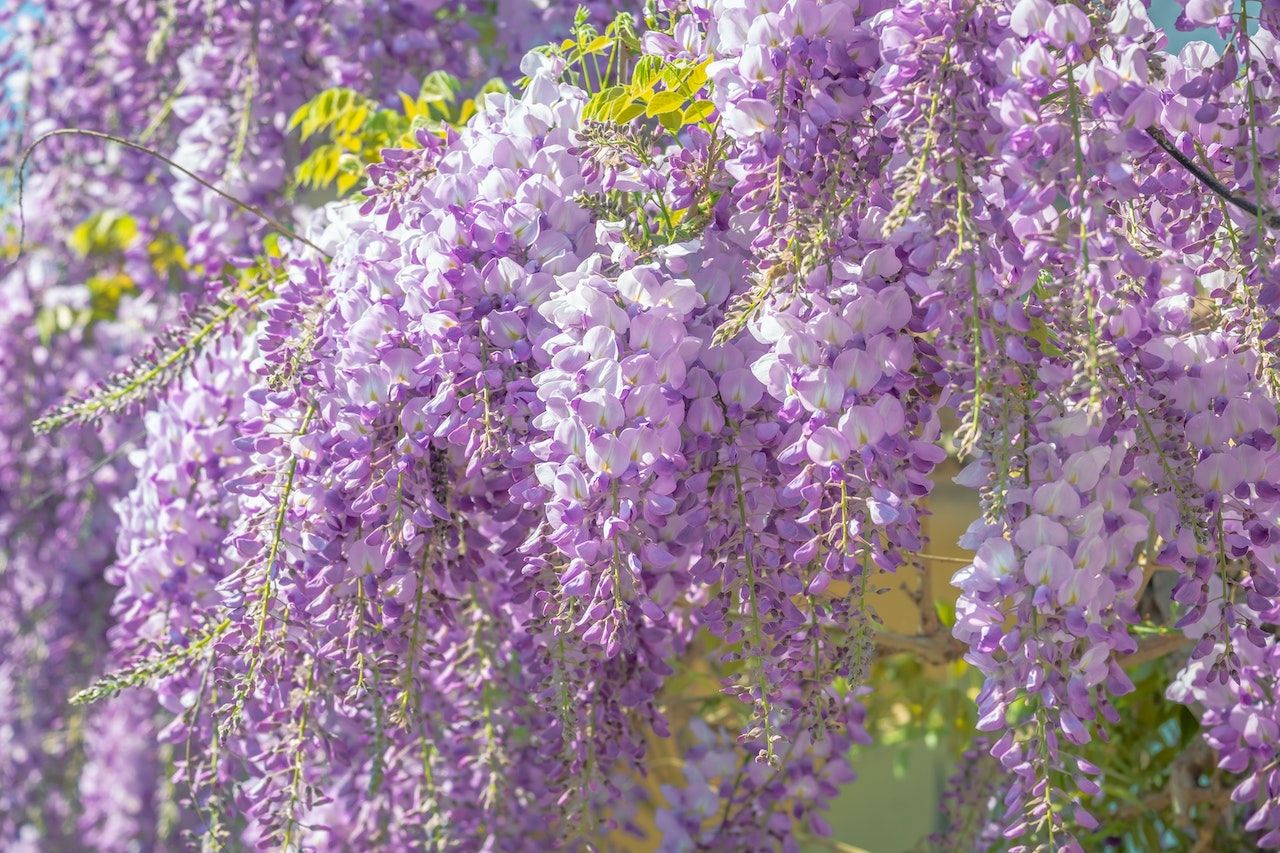 Meaning Of Wisteria - A Symbolic Flower Of Beauty And Mystery