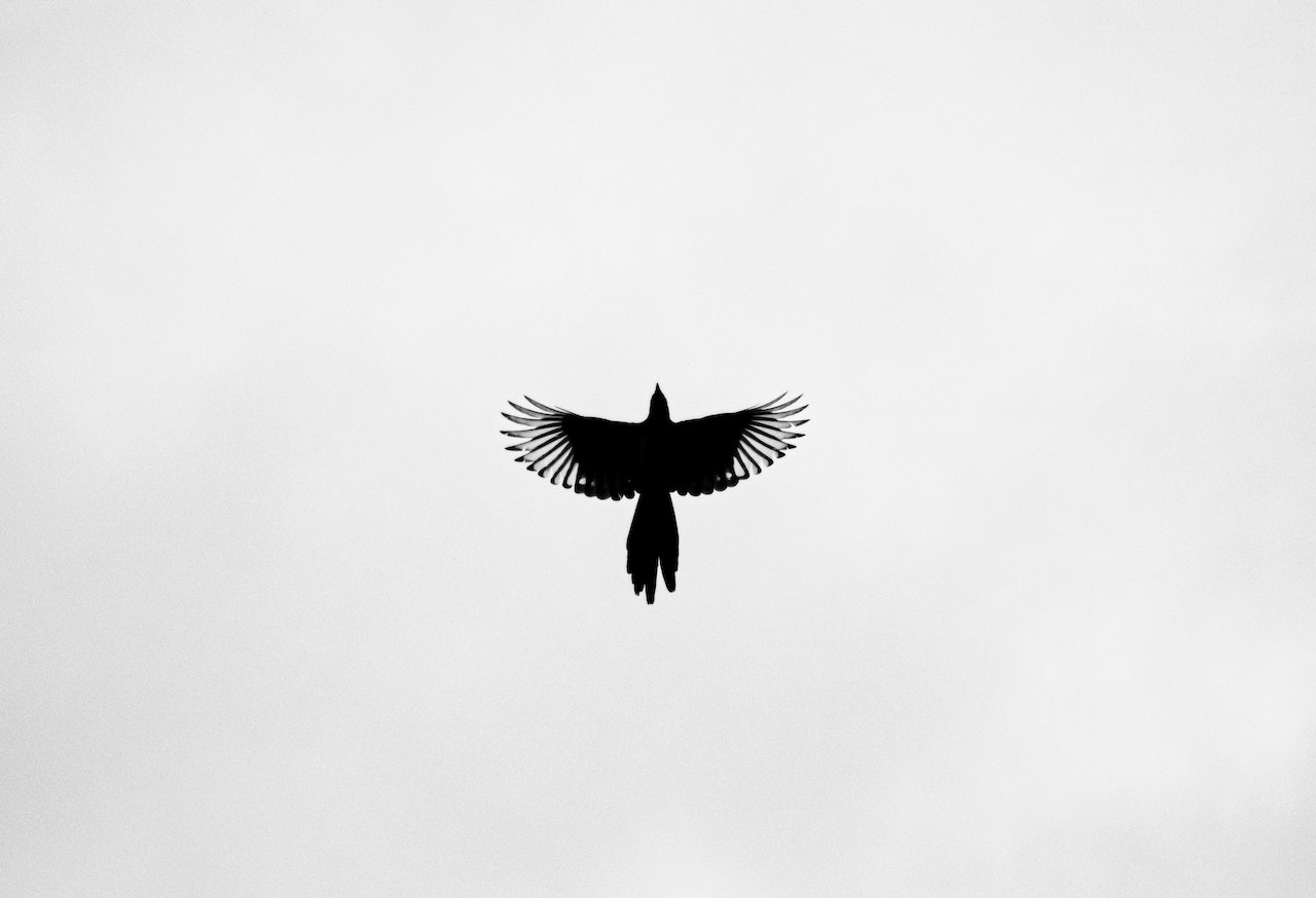 Silhouette of a Flying Bird